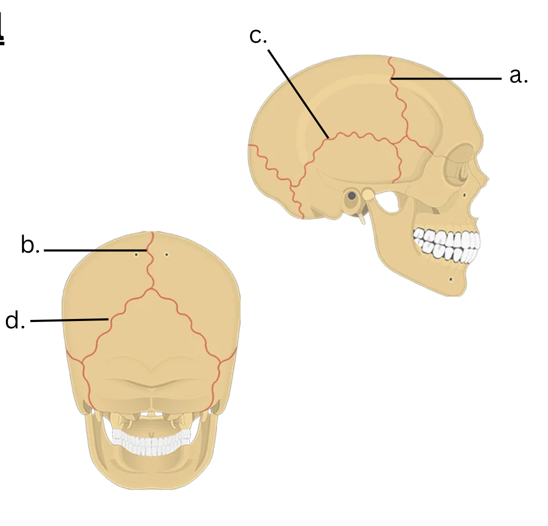 <p>a. Coronal Suture</p><p class="_28USrA MDzzPg GEC0sA XN6uKA" style="text-align: left;">b. Sagittal Suture</p><p class="_28USrA MDzzPg GEC0sA XN6uKA" style="text-align: left;">c. Squamous Suture</p><p class="_28USrA MDzzPg GEC0sA XN6uKA" style="text-align: left;">d. Lambdoid Suture</p>
