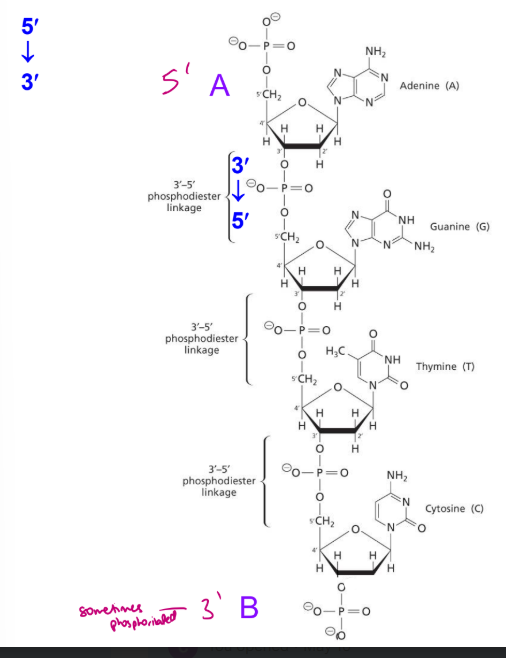 <ul><li><p>covalent bonds are always formed in the same direction because the ends are geometrically/structurally distinct from each other, not identical</p></li></ul><p></p>