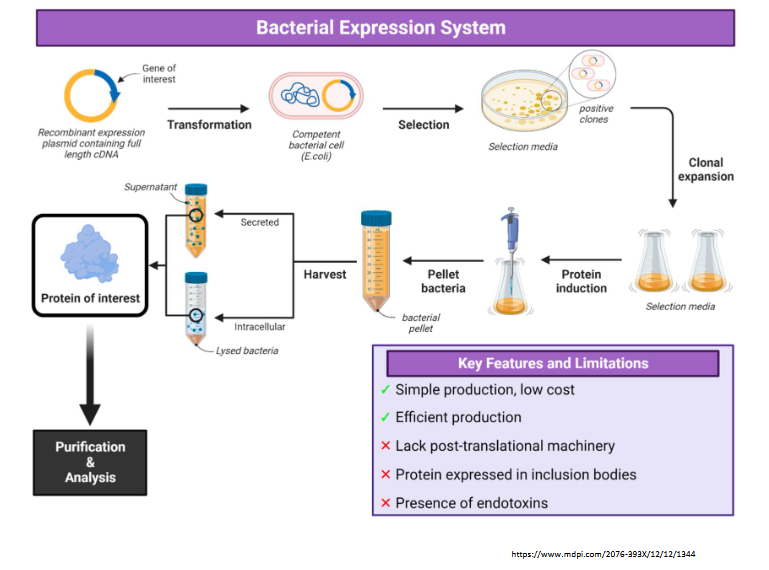 <p><strong>bacterial: </strong>simple production, low cost, efficient production</p><ul><li><p>lacks post-translational machinery</p></li><li><p>protein expressed in inclusion bodies</p></li><li><p>presence of endotoxins</p></li></ul><p></p>
