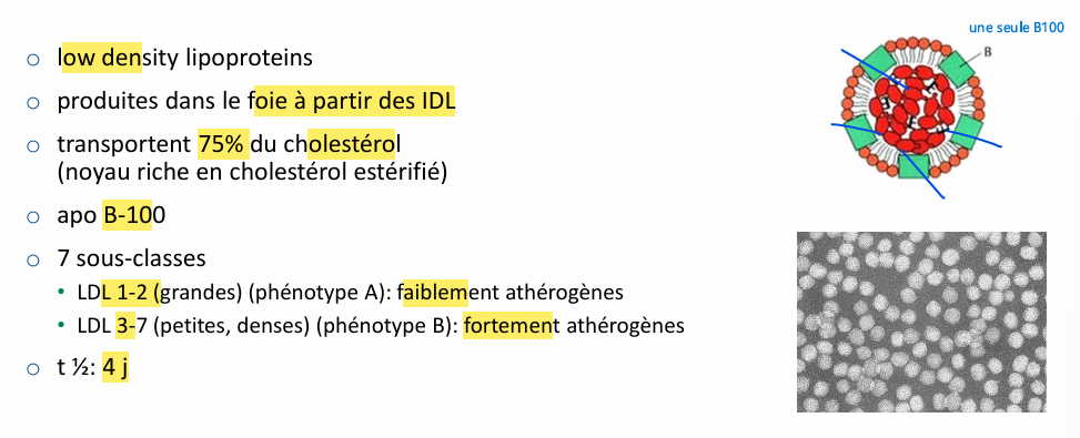 <p>LDL pas mauvais cholestérols pas juste de dire ça pcq indispensable à la vie, masi faut pas exagéré la quantité, (particulières pénétrante au niveau sous endothéliale, surtout si oxyde ou autre)</p>