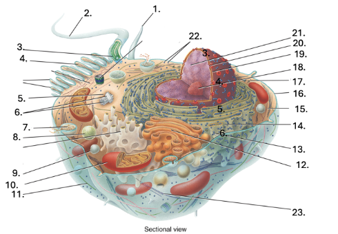 <p>Centrosome (5)</p>