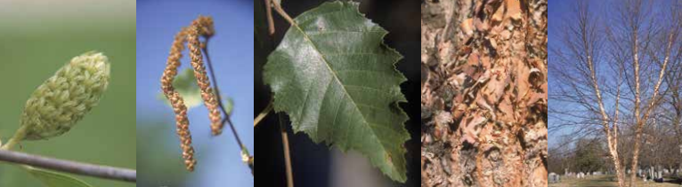 <p>Identify this tree:</p>