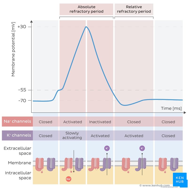<p>absolute: cannot restimulate/start a second action potential bc Na+ channels are inactive (remember this is what starts the action potential)</p><p>relative: can be restimulated for a second one but needs a stronger stimulus. its bc Na+ channels are at rest and closed and can be reopened</p>