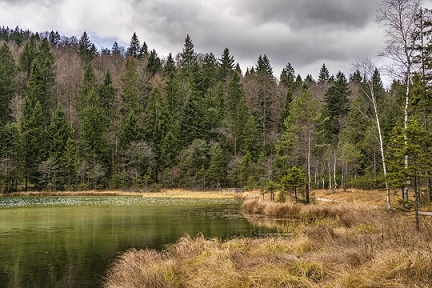 <p>Northern Coniferous Forest</p>