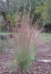 <p>native warm season grass. Schizachyrium scoparium</p>