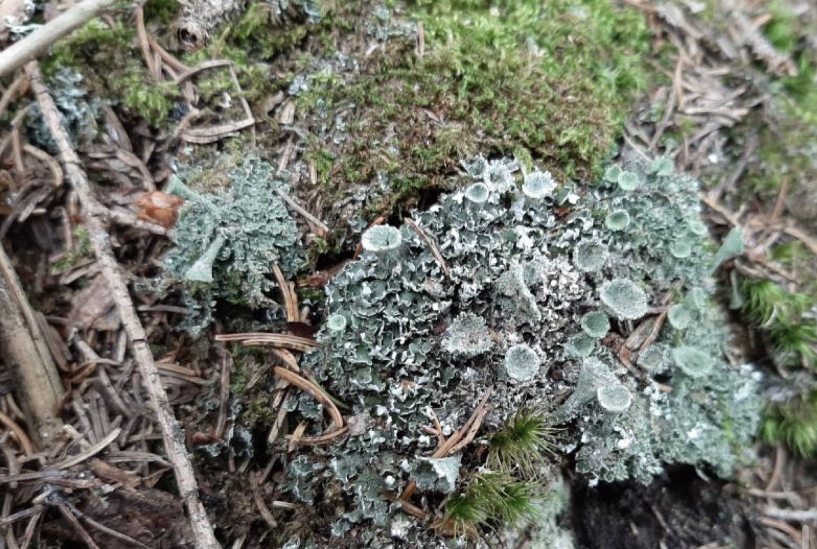 <p>Skupina vrsta</p>