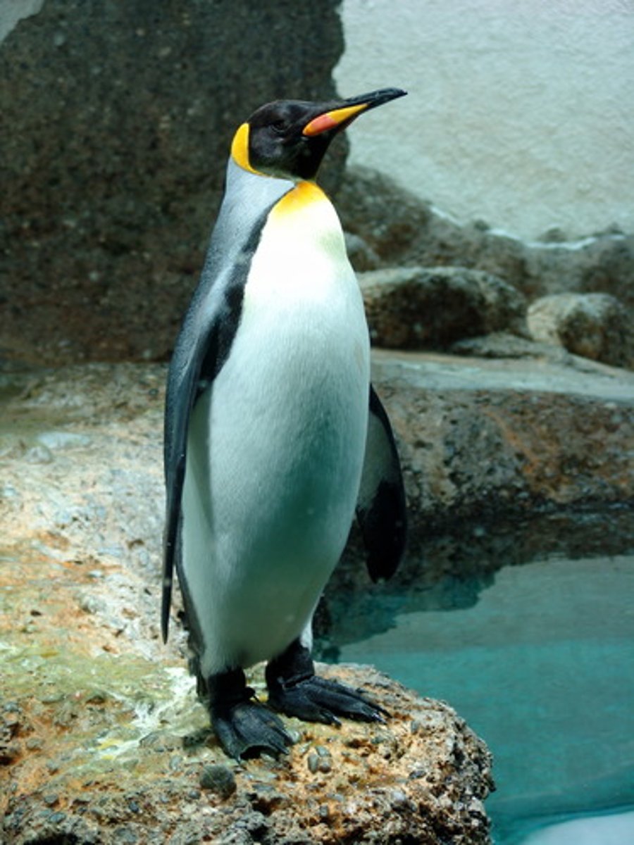 <p>penguin</p>