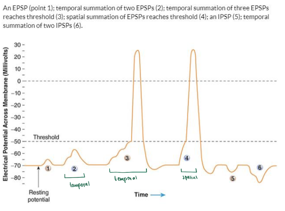 <p>Neurons : Postsynaptic Integration </p>
