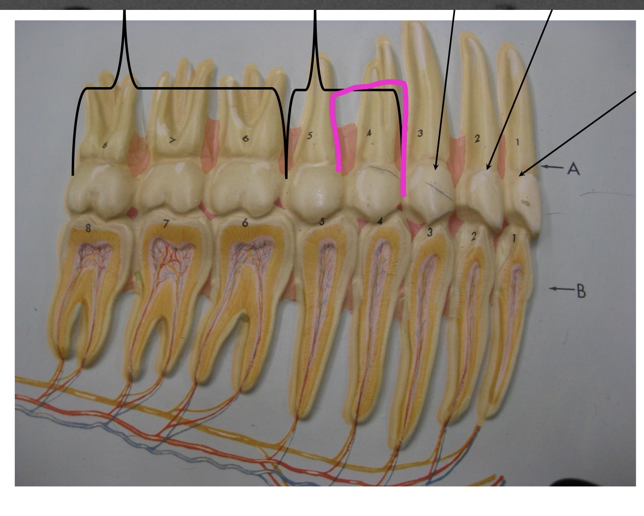 knowt flashcard image