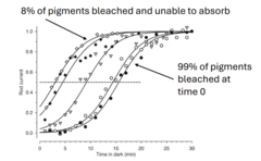 <p>Rhodopsin is perfected bleached </p><p>1. bleached pigments need to be regenerated for renewed light signaling (20-30 minutes)</p><p>2. complex and slow biochemical process involving pigment epithelium </p><p>first drop: cones take over</p><p>plateau: rods still adjusting</p><p>second drop: rod gain function</p><p>vitamin a deficiency: no rhodopsin made . all lines flat near top</p>