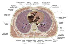 <p>What structure is this axial cross-section of?</p>