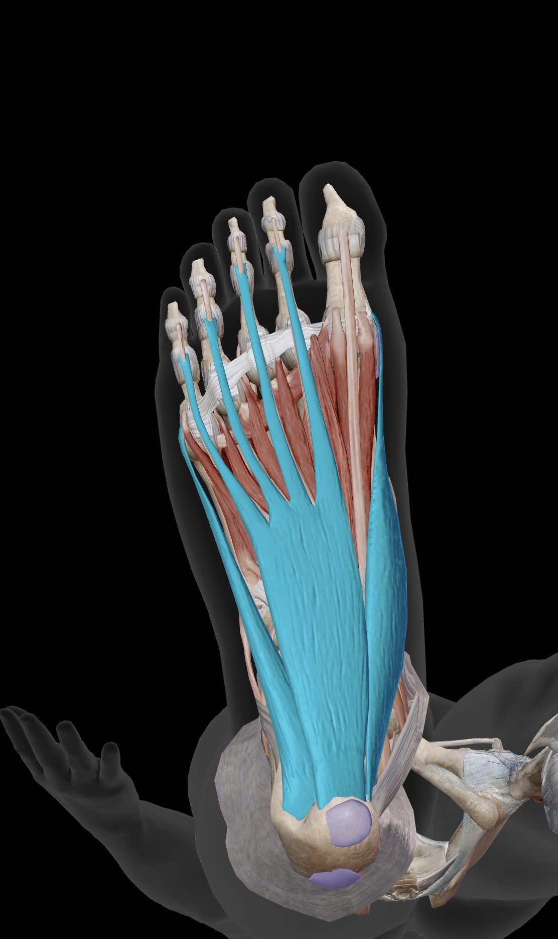 <p>What are the muscles shown in this photo?</p><ul><li><p>Origin</p></li><li><p>Insertion</p></li><li><p>Action</p></li></ul><p></p>