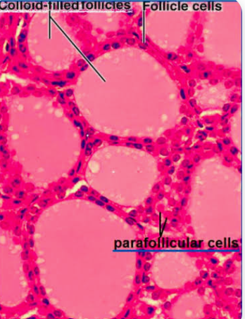 <p><span>parafollicular cells: what do these secrete?</span></p>