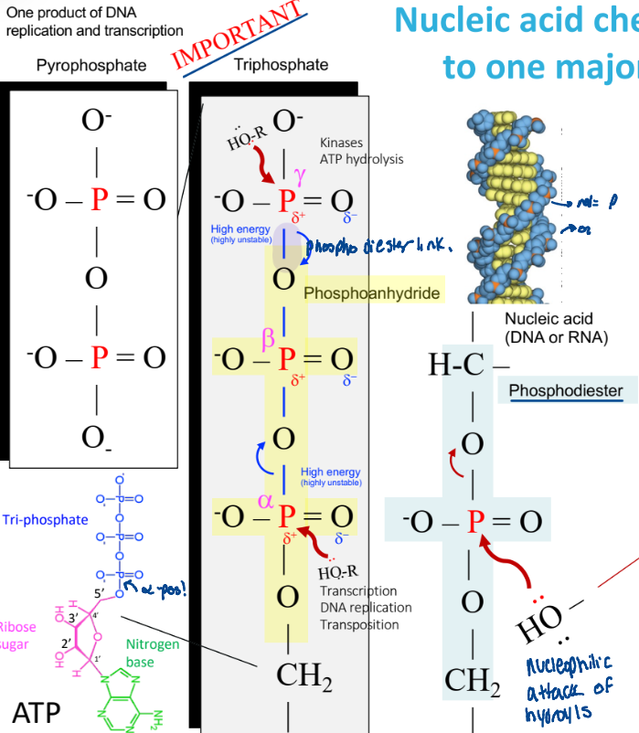 <ul><li><p>transcription</p></li><li><p>DNA replication</p></li><li><p>transportation</p></li></ul><p></p>