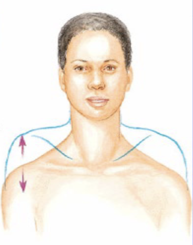 <p>opposing movements in a superior (upward) or inferior (downward) direction</p>