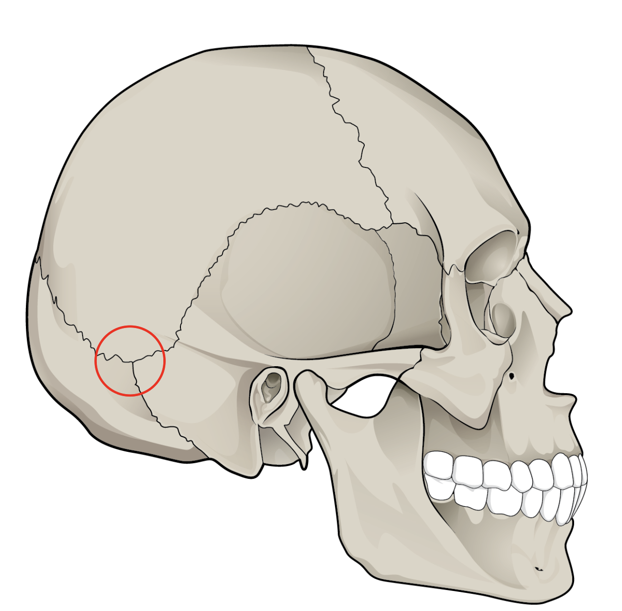 <p>What bones &amp; sutures make up this structure?</p>