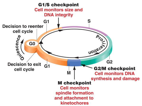 <p>embryo: rapid</p><p>maturity: cells in G<sub>0</sub></p><p>neurons remain in G<sub>0</sub>, RBCs constantly divide</p>