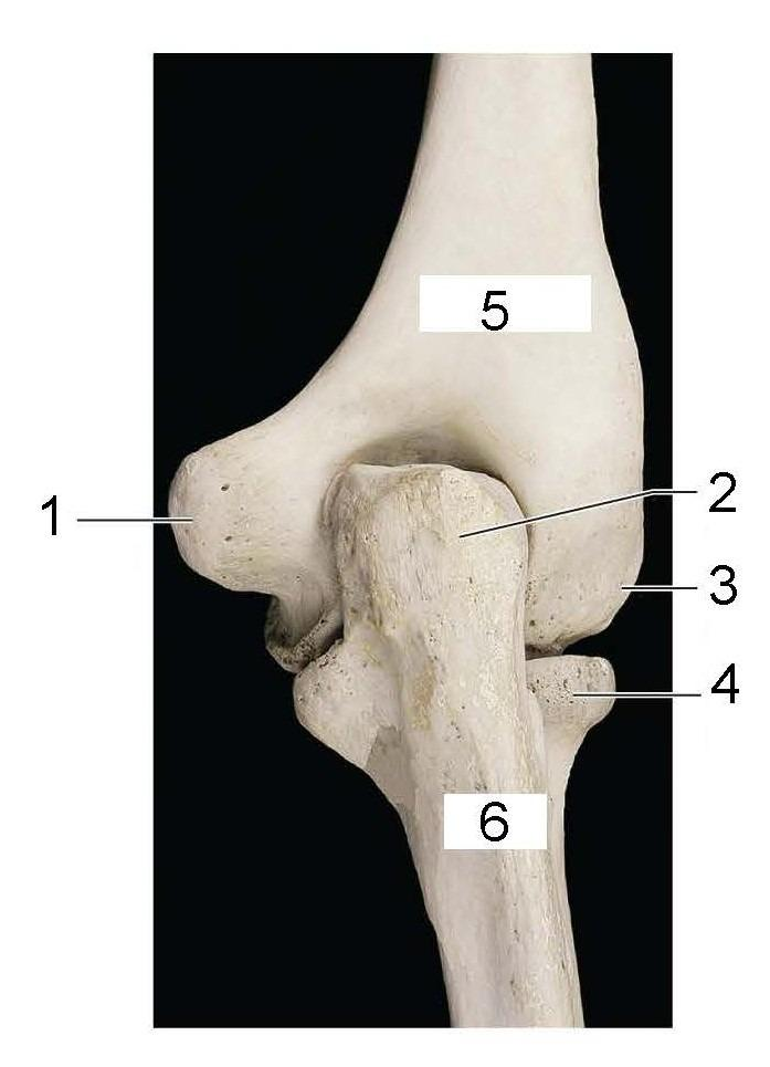 <p>What is identified in the photo (#2) and what joint is this</p>