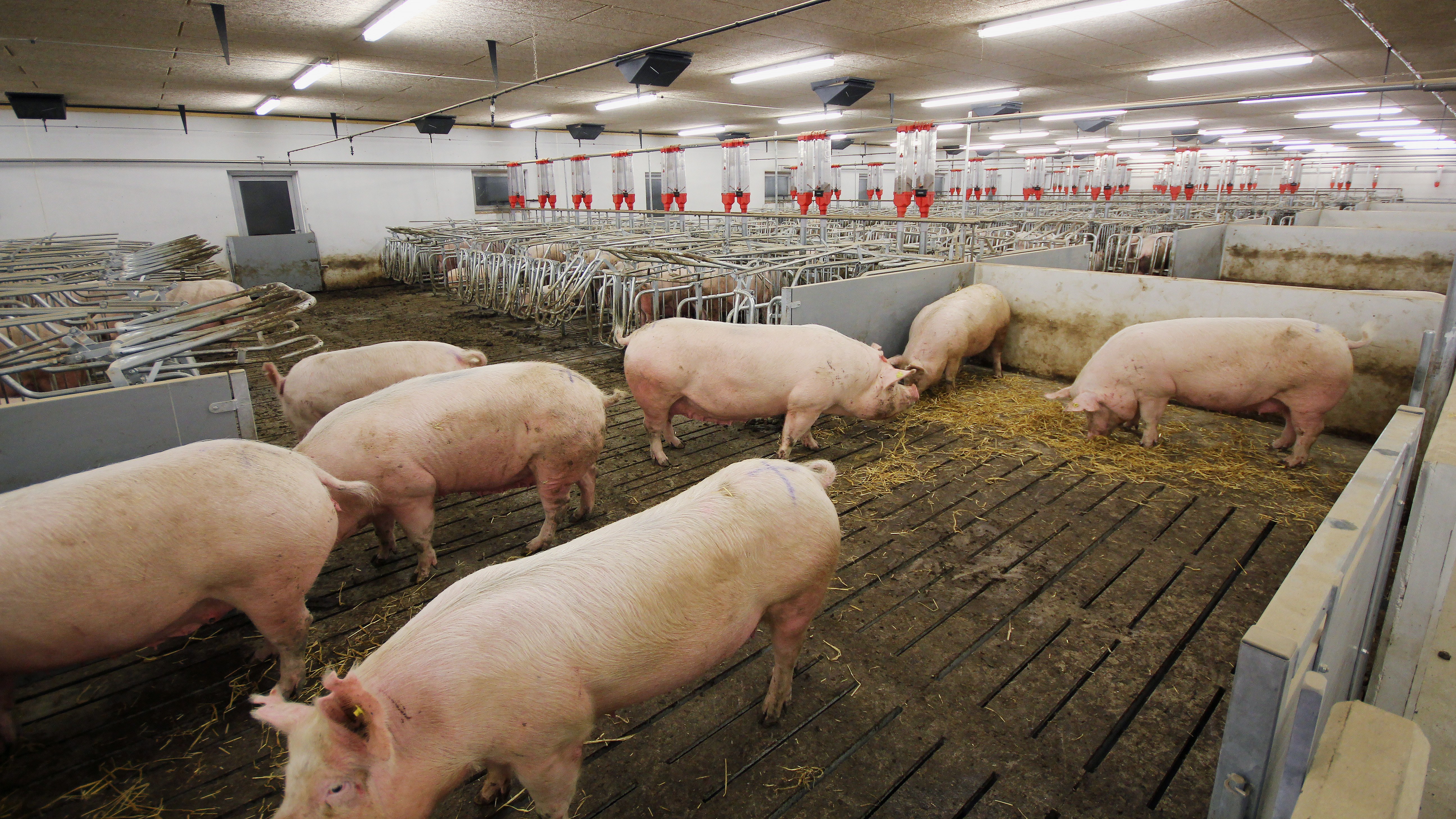 <p>what is a gestation unit for pigs </p>