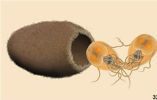 <p>What causes excytation in the small intestine of giardia cysts?</p>