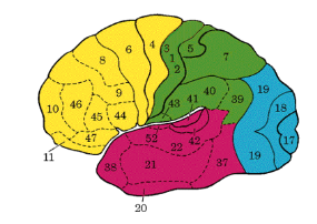 <p>Bordmann areas defined by Nissl stain</p>