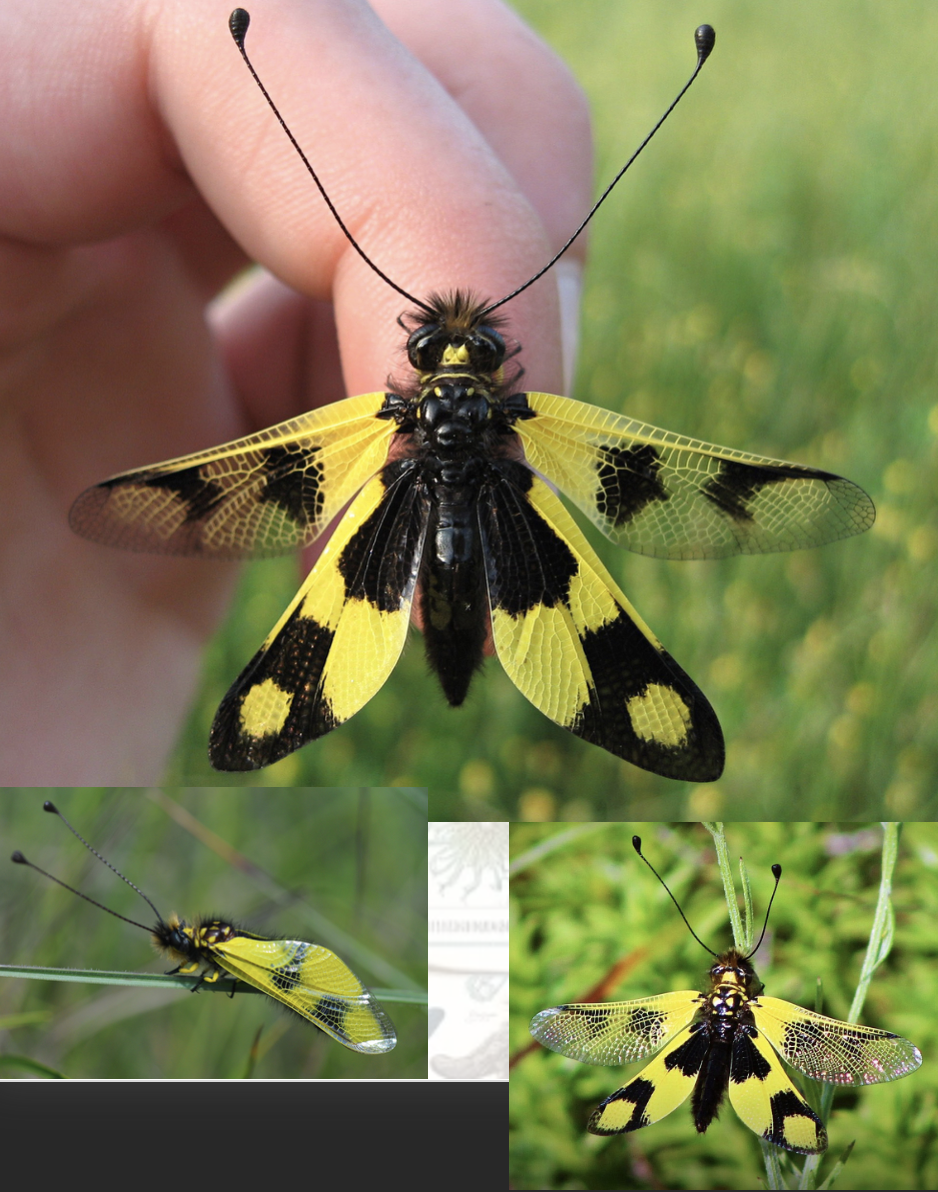 <p>Latin, magyar, védett?</p>