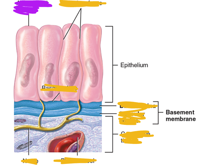<ul><li><p><span style="background-color: transparent;">upper free side, is exposed to surface or cavity</span></p><ul><li><p><span style="background-color: transparent;">Most surfaces are smooth, but some have specialized fingerlike projections called <strong>microvilli</strong></span></p></li></ul></li></ul><p></p>
