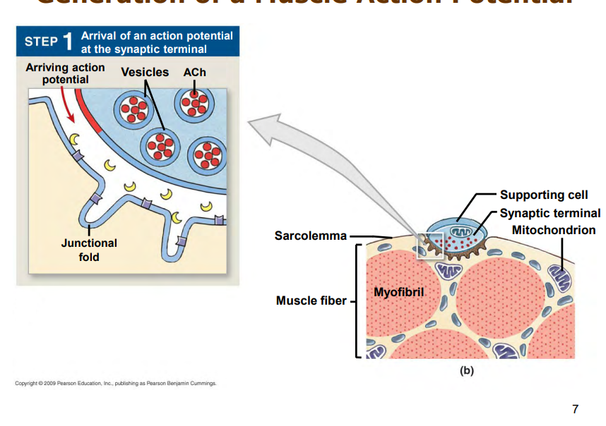<ol><li><p>action potential will arrive at synaptic terminal</p></li><li><p>calcium channels open</p></li><li><p>enters synaptic terminal</p></li><li><p>acetylcholine released into synaptic cleft via exocytosis</p></li><li><p>binds to receptors, Na+ rushes into cell</p></li><li><p>action potential spreads across surface of sarcolemma</p><ol><li><p>ACh broken down by AChE</p></li></ol></li><li><p>returns to intial state, cycle beings again if another action potentia larrives at neuromuscular junction</p></li><li><p>Na+ channels outside of endplate open, causing more Na+ to rush in, K Out, etc eetc</p></li></ol><p></p><p></p>