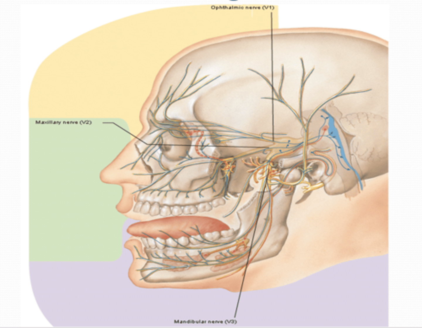 <p>What is the principal somatic sensory nerve of the head and what does it innervate?</p>