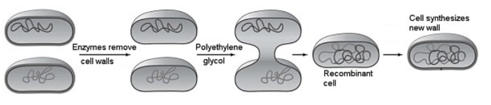 <p>Which method of inserting DNA into cells is illustrated in Figure 8.1?</p><ul><li><p>electroporation</p></li><li><p>injection</p></li><li><p>transduction&nbsp;</p></li><li><p>a gene gun&nbsp;</p></li><li><p>protoplast fusion</p></li></ul><p></p>