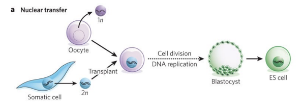 <p>The nucleus of a somatic cell (which is diploid, 2n) is transplanted into an enucleated oocyte</p>
