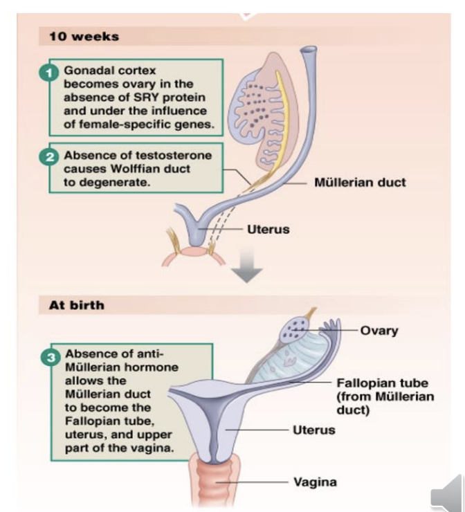 <ul><li><p>Gonadal cortex forms ovary.</p></li></ul><ul><li><p class="p1">Gonadal medulla regresses.</p></li><li><p class="p1">Wolffian duct regresses (testosterone absent).</p></li></ul><ul><li><p>Mullerian duct becomes the </p><ul><li><p>fallopian tube</p></li><li><p>uterus</p></li><li><p>upper vagina</p></li></ul></li></ul><p></p>