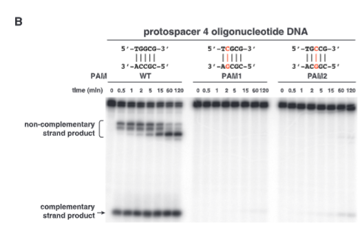 <p>explain fig 4B jinik</p>
