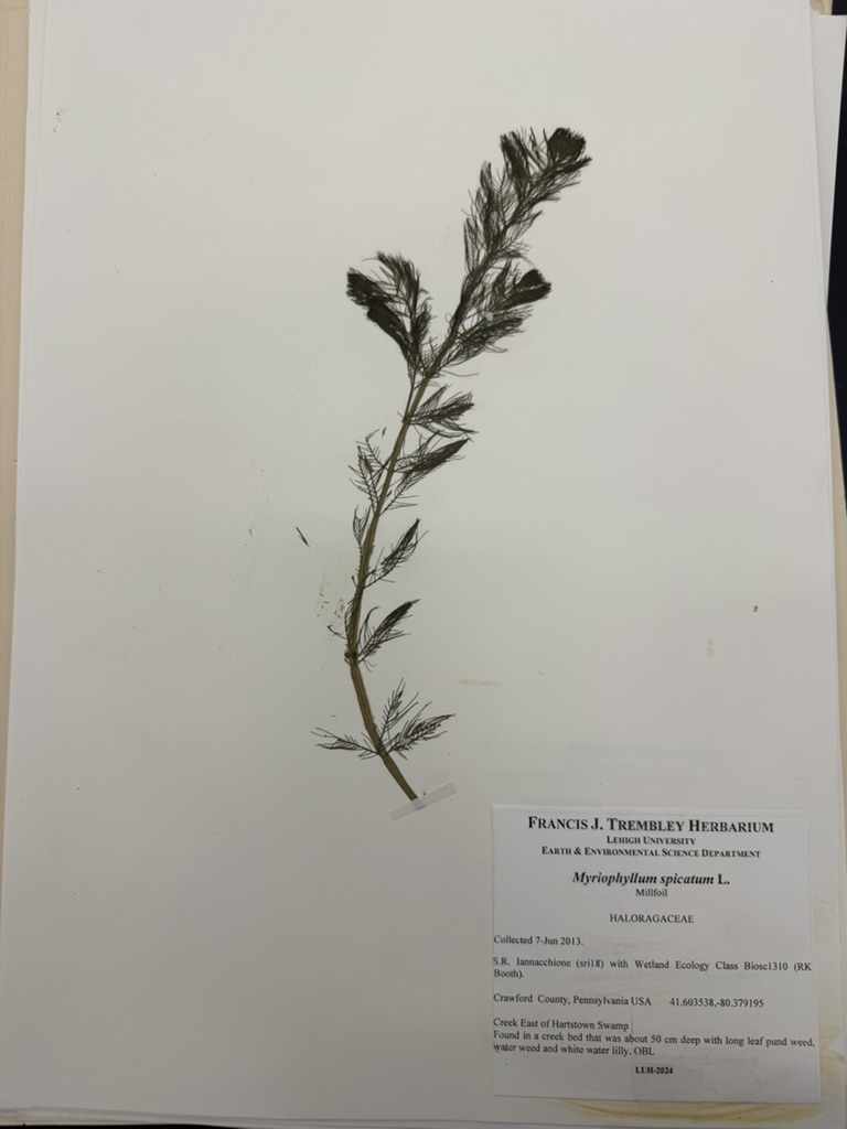 <p>Water-milfoil</p>