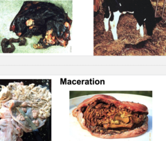<p>How is maceration and mummification related?</p>