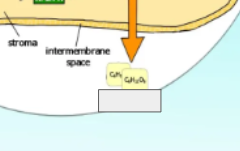 <p>photosynthesis cycle: name the step </p>