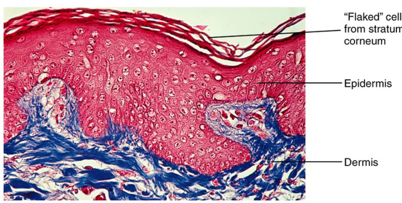 <ul><li><p>Sloughing off of skin cells</p></li><li><p>Keratinocytes → keratin (Main cells sloughed of) → Corneocytes (keratin-filled sacs)</p></li></ul><p></p>