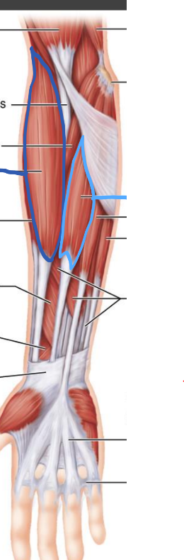<p>What muscle is in light blue?</p>
