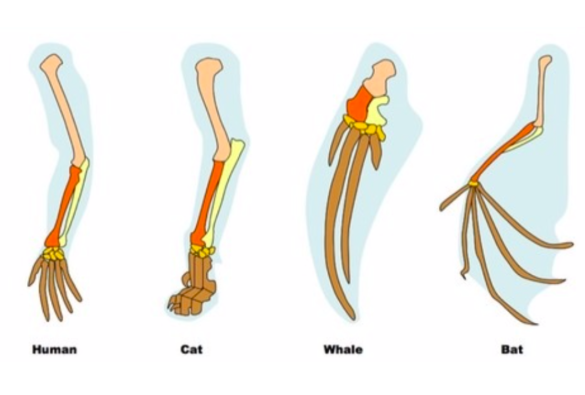 <p>On the other hand, some animals start out with a common ancestor, but their environments become quite different</p><p>We can now see <strong>homologous structures</strong> – which have different functions but similar anatomical structures</p><p>This suggests <strong>divergent</strong> evolution has occurred</p>