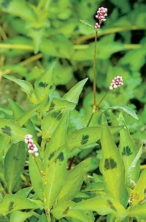 <p>Identify the weed</p>