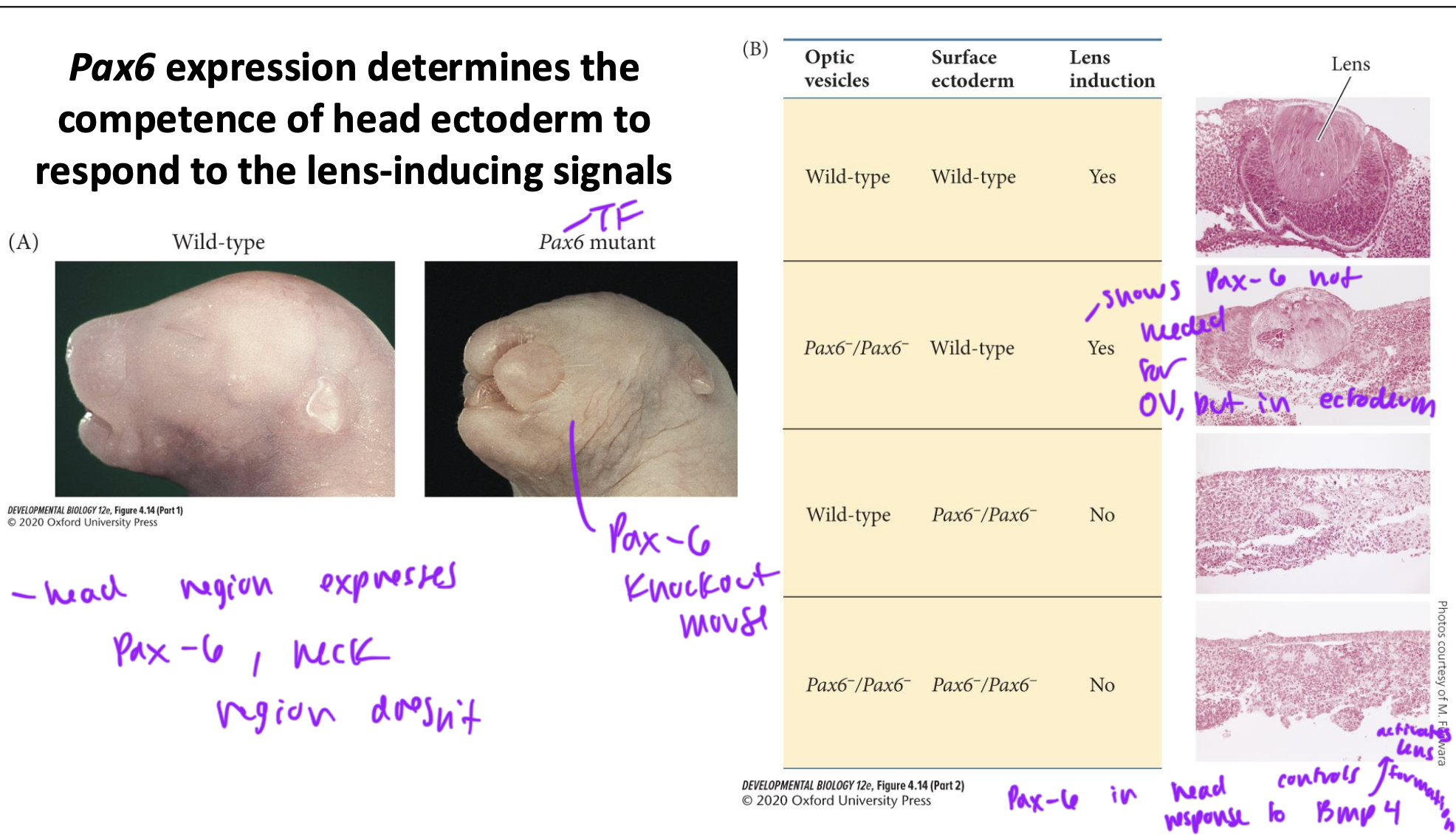 <p>the competence of head ectoderm to respond to lens-inducing signals (like BMP4)</p><ul><li><p>we learned through combining knockout and wildtype mice’s vesicles and ectoderm that you need a wildtype ectoderm for lens induction to occur, regardless of Pax-6 knockout of wildtype vesicle being implanted, because<strong> it is the ectoderm that expresses the Pax-6</strong></p></li></ul><p></p>