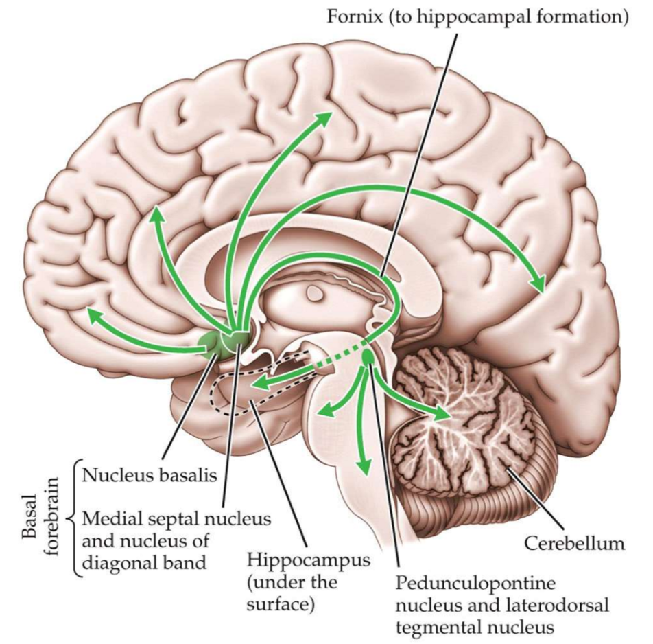 <p>Highlight the role of the neurotransmitter acytl choline (with reference to it’s location) </p>