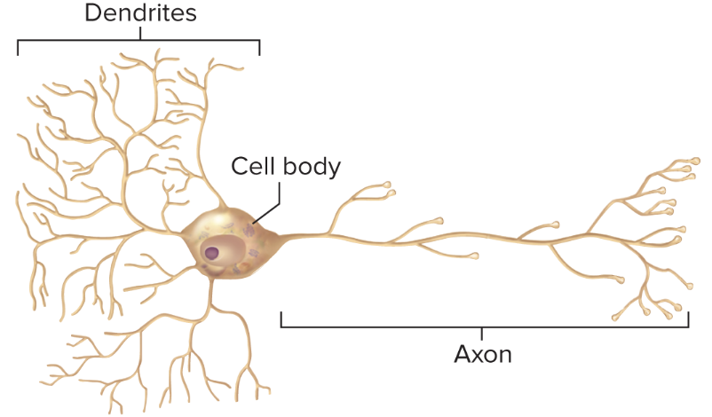 <p>The most common type of neuron, many dendrites and one axon, multiple processes extend directly from cell body (all motor neurons) </p>