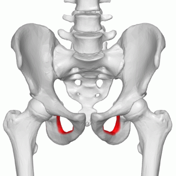 <ul><li><p>A large opening formed by the ramus and body of each ischium and the pubis. </p></li><li><p> Largest foramen in the human skeletal system</p></li></ul><p></p>