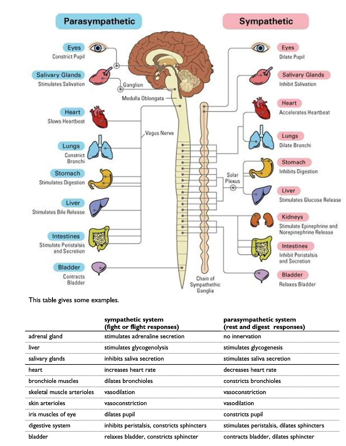 <p><span style="line-height: 115%;">The sympathetic & parasympathetic nervous systems have contrasting responsibilities:</span></p><ul><li><p><span style="line-height: 115%;">the sympathetic nervous system increases heart rate, dilates pupils & inhibits salivation during the ‘fight or flight response’</span></p></li><li><p><span style="line-height: 115%;">the parasympathetic nervous system decreases heart rate, constricts pupils & stimulates salivation</span></p></li></ul><p></p>