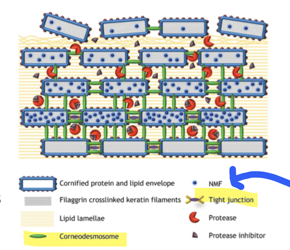 <p>we have proteases and protease inhibitors scattered throughout all the epidermal layers </p><ul><li><p>can see at the basal layer, there is LOTS of inhibitors, hence no cleavage</p></li><li><p>but as get to that top layer, we lose the inhibitors, so these proteases can effectively cleave off the cells </p></li></ul><p></p>