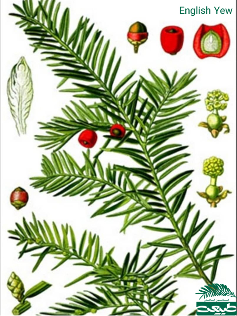 <p>راسته : کونیفرال ها یا مخروطیان</p><p>تیره : سرخدار (تاکساسه)</p><p>نام علمی : Taxus baccata-Taxus brevifolia</p><p>ماده خالص : Taxol</p><p>زیبا، زینتی و سمی</p><p><span style="color: red;">میوه</span> : سته کاذب قرمز</p><p>اندام دارویی : پوست تنه‌ی درخت</p><p>داروی استخراجی : تاکسول (نوعی دی‌ترپن) یا پاکلی‌تاکسل که موجب مهار پلیمریزه شدن میکروتوبول ها میشه.</p><p>کاربرد دارویی : اثر ضد سرطان و ضد تومور در درمان سرطان روده، پستان، تخمدان و ریه استفاده میشود</p>