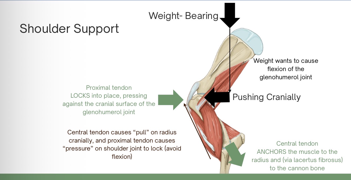 <p>the biceps brachii m. attaches to the supraglenoid tubercle of the scapula via its proximal tendon</p><ul><li><p>the proximal tendon fits the shape of the intermediate tubercle and intertubercle groove of the humerus</p></li></ul><p>the tendon is continuous with a central tendon that runs within the biceps brachii m. and attaches distally into the connective tissue of the extensor carpi radialis m. via the lacertus fibrosus</p><ul><li><p>the extensor carpi radialis m. attaches distally to the metacarpal tuberosity of the cannon bone</p></li></ul><p>weight-bearing increases shoulder flexion, which locks the proximal tendon of the biceps under the intermediate tubercle of the humerus</p><p></p>