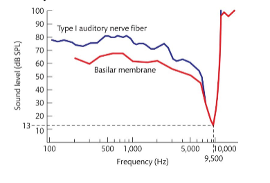 <p>Describe the following diagram which shows the activation of basilar membrane and an auditory afferent nerve fibre.</p>