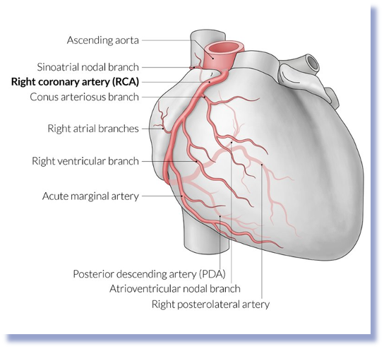 <p>Right Aortic Sinus- </p><p></p><p><span>Right Aortic Sinus → Right Coronary Artery </span></p>